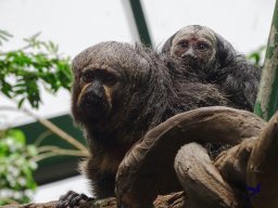 Haus des Meeres 4.02.2026